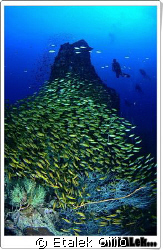 South-West pinnacle
Koh Tao Thailand by Etalek Oiiiio 